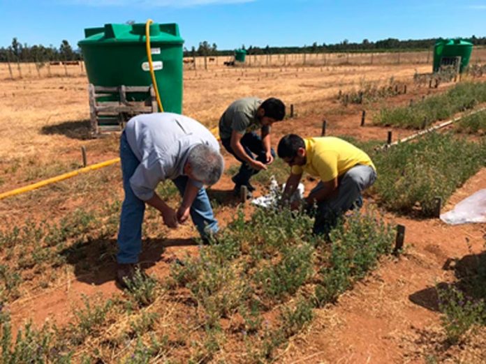Ensayo INIA evalúa 70 ecotipos dealfalfa