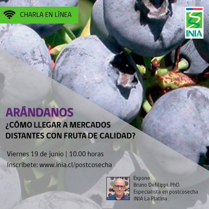 Arándanos