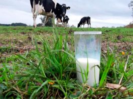 productos lácteos para fortalecer las defensas del organismo