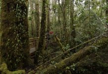 Día del Árbol: Bosque nativo