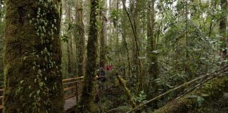 Día del Árbol: Bosque nativo