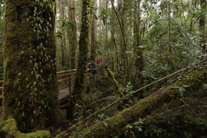 Día del Árbol: Bosque nativo