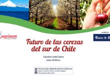 Cerezas del sur de Chile