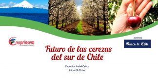 Cerezas del sur de Chile