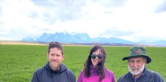 alfalfa en La Patagonia