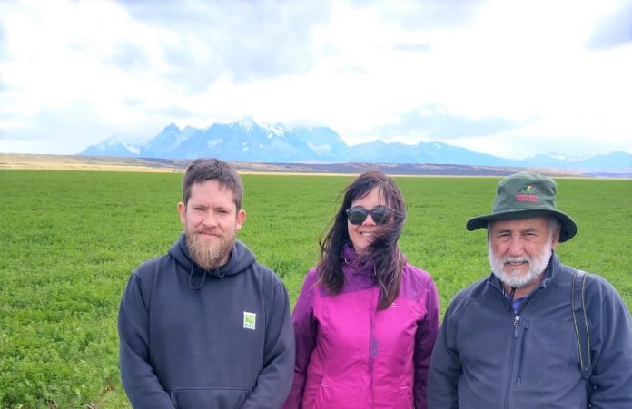 alfalfa en La Patagonia