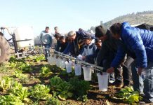 Las precipitaciones y malezas de invierno en huertos frutales