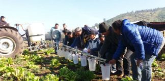 Las precipitaciones y malezas de invierno en huertos frutales