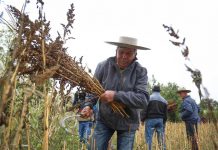 apoyo a microproductores frente a sequía y pandemia