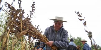 apoyo a microproductores frente a sequía y pandemia