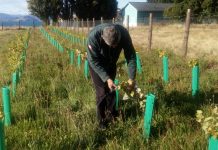 plantaciones de vides con su ubicación geoespacial