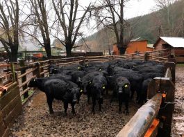 exportación de ganado en pie a China