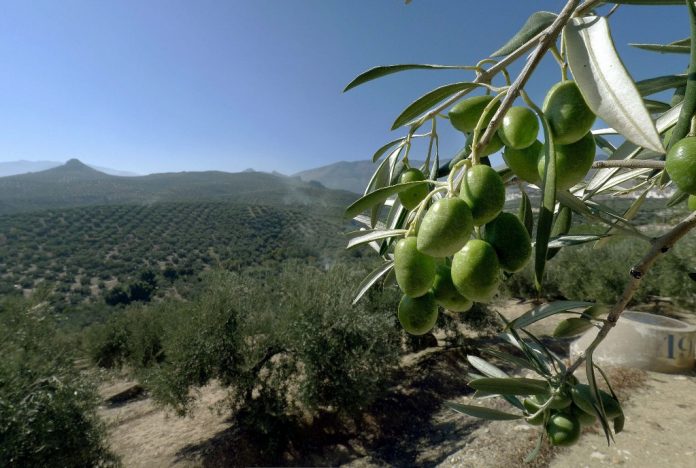 Aceite de Oliva del Valle del Huasco y su aporte en la salud