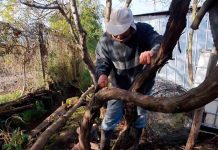 Inician Campaña de control de Lobesia Botrana en región del Ñuble