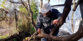 Inician Campaña de control de Lobesia Botrana en región del Ñuble