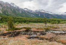 INIA Tamel Aike realiza capacitación sobre normativa vigente y prácticas sustentables en la cosecha del musgo Sphagnum magellanicum para la macrozona -austral.