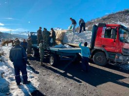 Gobierno confirma entrega de forraje para agricultores de Alto Biobío