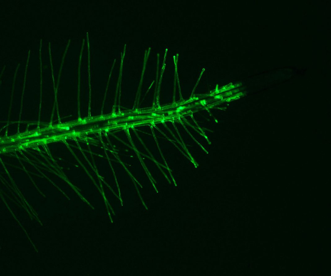 Raíz de Arabidopsis, y detalle de pelos radiculares. Aporte sensorial de las raíces