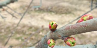 Potencial de producción y la importancia de la floración y cuaja en árboles de cerezos