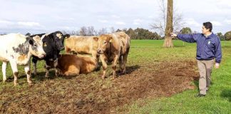 Presentan resultados de cruzas con razas doble pulpa para producción de carne