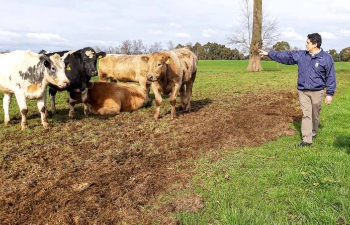 Presentan resultados de cruzas con razas doble pulpa para producción de carne