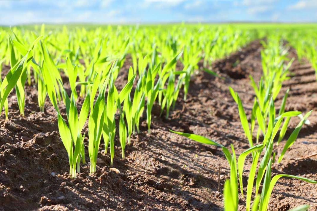 BASF lanza Zidua®, herbicida que entrega una nueva solución para control de malezas gramíneas en trigo y triticale