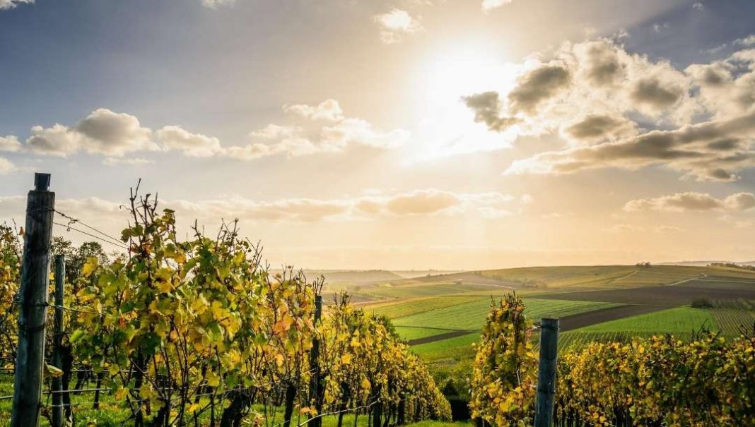 Vendimia 2020: SAG lanza informe de cosecha de vinos