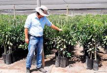 VIVERO LA PALMA PUCV SE SUMA A SELLO DE CALIDAD DE PLANTAS AGV Y LO CALIFICA DE CLAVE PARA EL DESARROLLO DE LA FRUTICULTURA