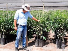 VIVERO LA PALMA PUCV SE SUMA A SELLO DE CALIDAD DE PLANTAS AGV Y LO CALIFICA DE CLAVE PARA EL DESARROLLO DE LA FRUTICULTURA