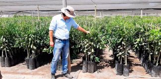 VIVERO LA PALMA PUCV SE SUMA A SELLO DE CALIDAD DE PLANTAS AGV Y LO CALIFICA DE CLAVE PARA EL DESARROLLO DE LA FRUTICULTURA