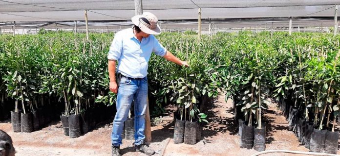 VIVERO LA PALMA PUCV SE SUMA A SELLO DE CALIDAD DE PLANTAS AGV Y LO CALIFICA DE CLAVE PARA EL DESARROLLO DE LA FRUTICULTURA