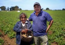 Alianzas Productivas de INDAP mantienen a más de 3.500 agricultores encadenados con los mercados