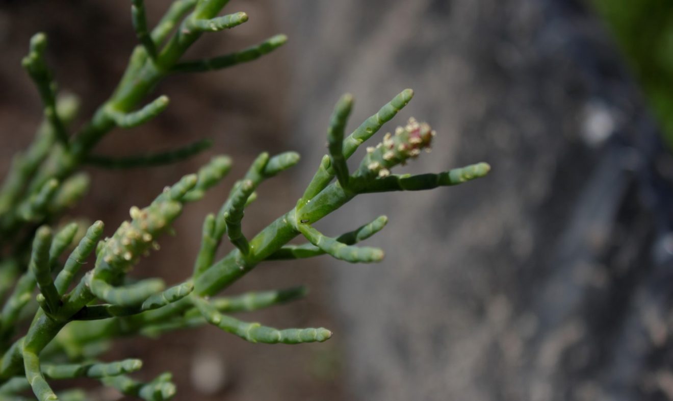 Salicornia