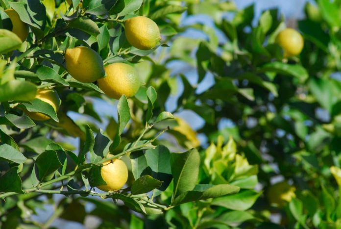cítricos limones