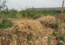 Consorcios microbianos: funciones ecosistémicas para una agricultura sustentable