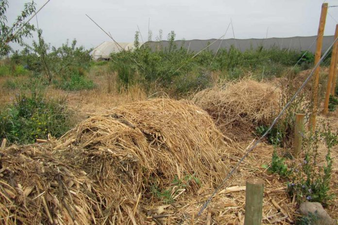 Consorcios microbianos: funciones ecosistémicas para una agricultura sustentable
