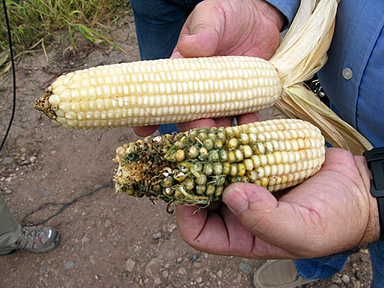 cultivos GM y la biotecnología