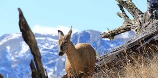 huemul