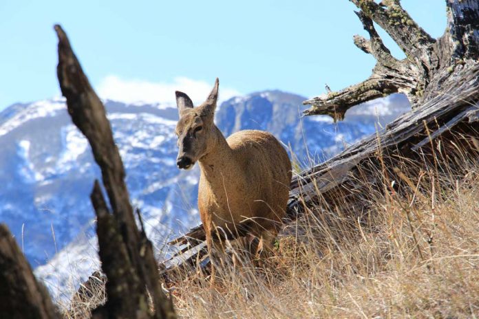 huemul