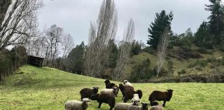 producción ovina de la raza Künko