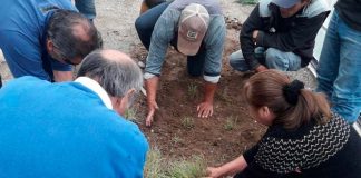 Salicornia: el alimento costero que se transforma en alternativa comercial para los pescadores de Bahía Lenca