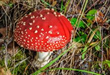 Amanita muscaria