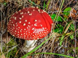 Amanita muscaria