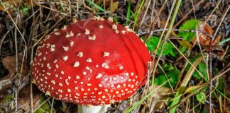 Amanita muscaria