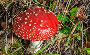 Amanita muscaria