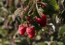 BERRIES DE EXPORTACIÓN