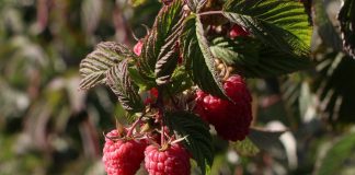 BERRIES DE EXPORTACIÓN