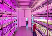 Iluminación LED aumenta producción de alimentos