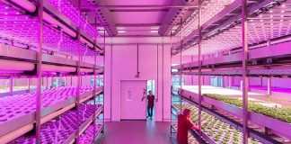 Iluminación LED aumenta producción de alimentos