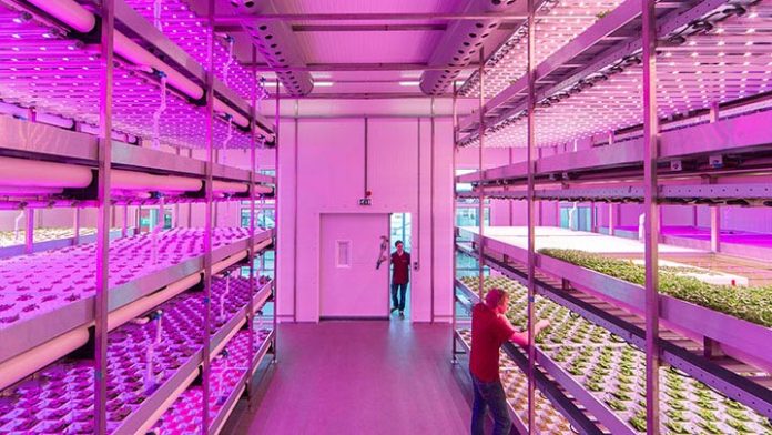 Iluminación LED aumenta producción de alimentos